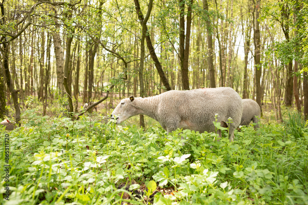Sheep grasing