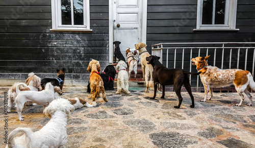 Photography bunch of cute dogs standing and staring outside of an old wooden door waiting fo