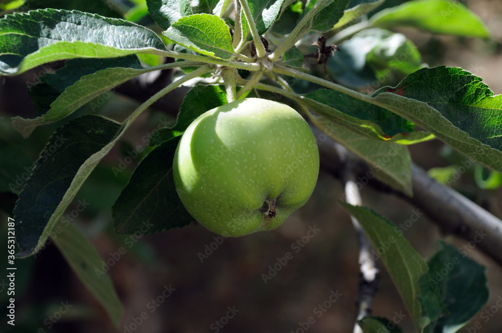 green apple on a tree on a background of green leaves