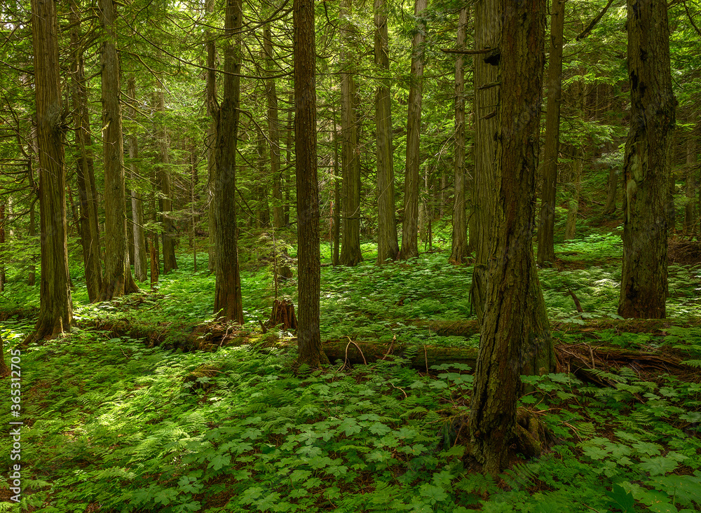 Old growth forest of hemlock and cedar trees on the Hemlock Grove Boardwalk in Glacier National Park, British Columbia, Canada Old growth forest of hemlock and cedar trees on the Hemlock Grove Boardwalk in Glacier National Park, British Columbia, Canada