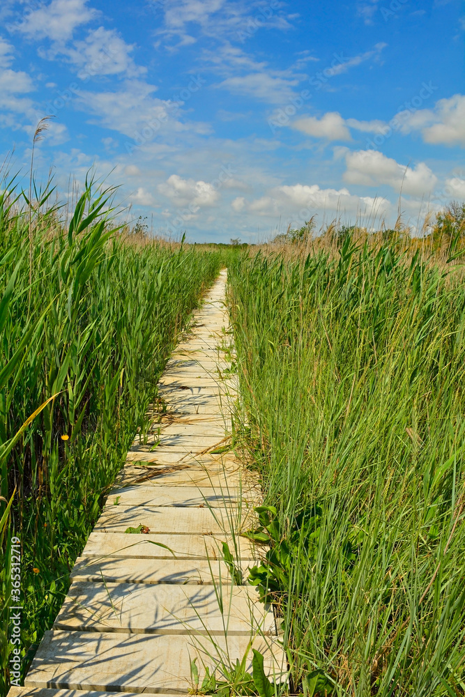 A wooden boardwalk in the wetlands of Isola Della Cona in Friuli-Venezia Giulia, north east Italy
