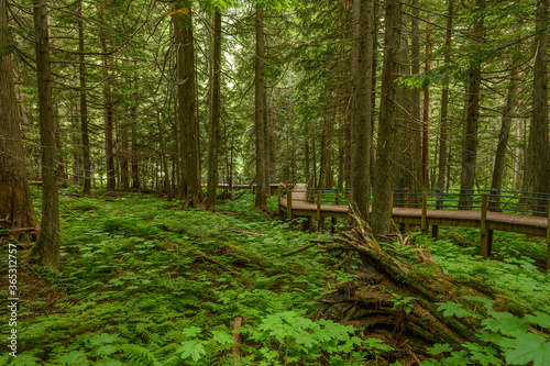 Old growth forest of hemlock and cedar trees on the Hemlock Grove Boardwalk in Glacier National Park  British Columbia  Canada