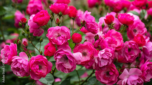 bright pink roses and buds on a background of greenery close up