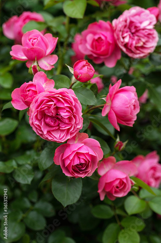 lush blooming bright pink roses on a background of green leaves close up