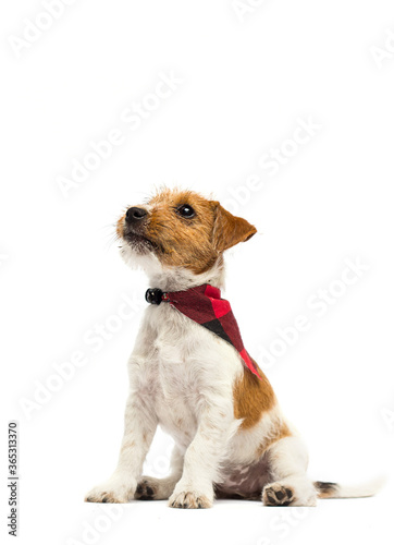 dog is sitting in full growth on a white background