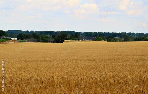 Getreidefelder am Niederrhein