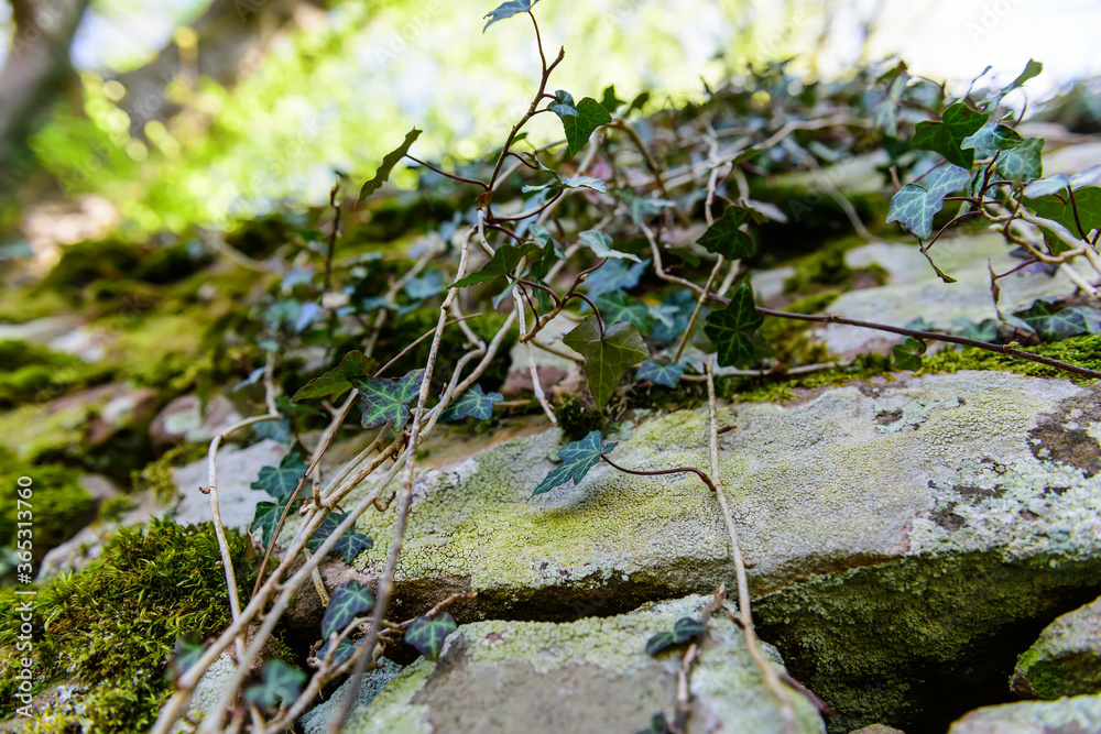 Stone wall covered with moss and ivy shoots Stone wall covered with moss and ivy shoots