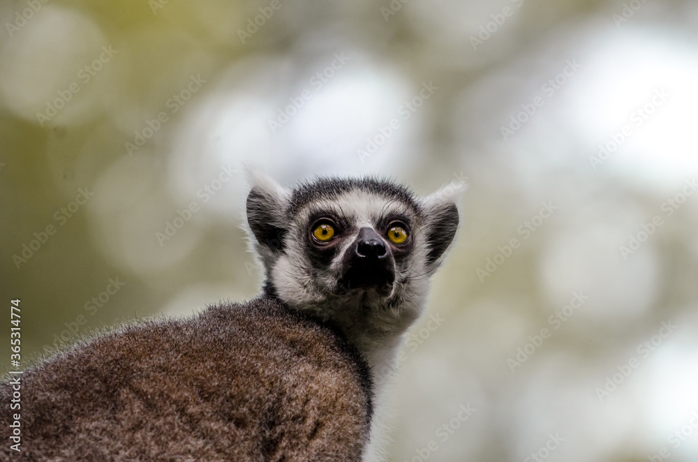 Fototapeta premium Lemur