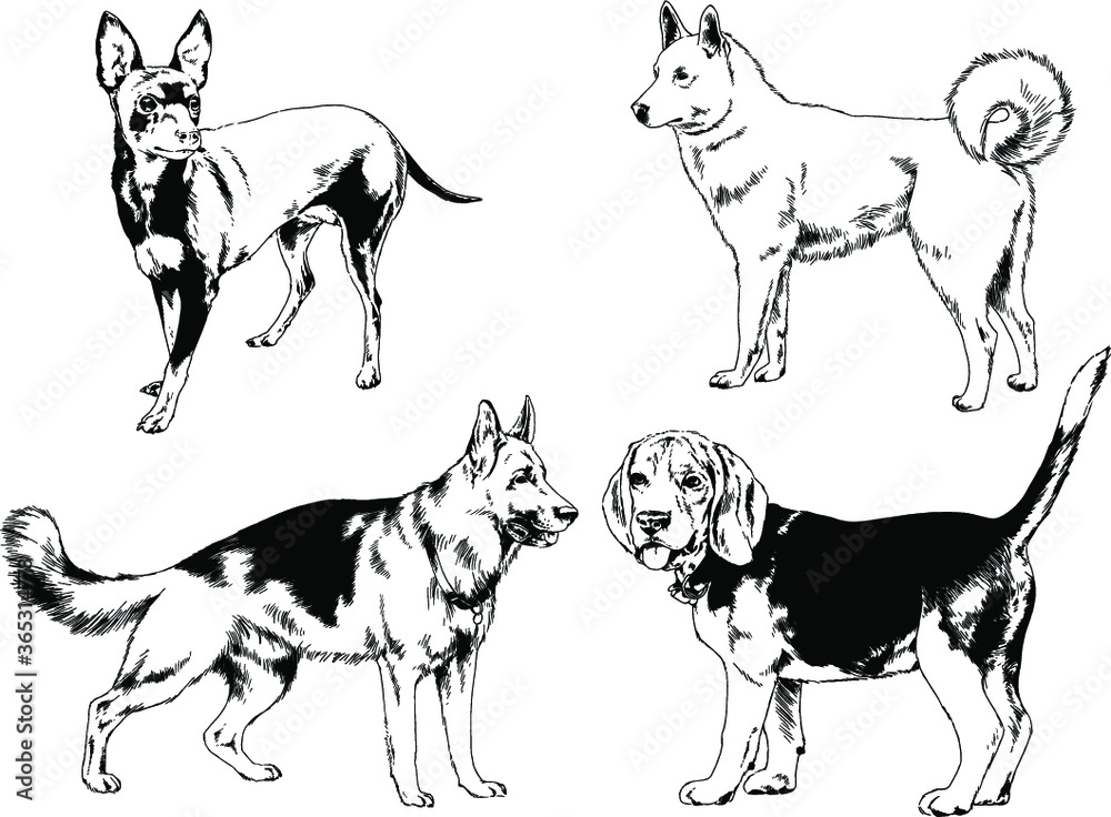 vector drawings sketches pedigree dogs and cats  drawn in ink by hand , objects with no background