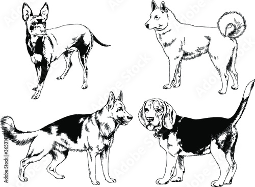 vector drawings sketches pedigree dogs and cats drawn in ink by hand , objects with no background