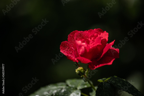 red rose on a dark background