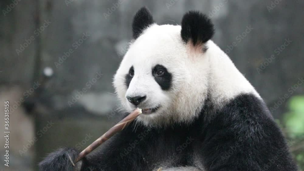 Close up Sweet Panda Eating Bamboo Shoot, Chengdu, China Close up Sweet Panda Eating Bamboo Shoot, Chengdu, China