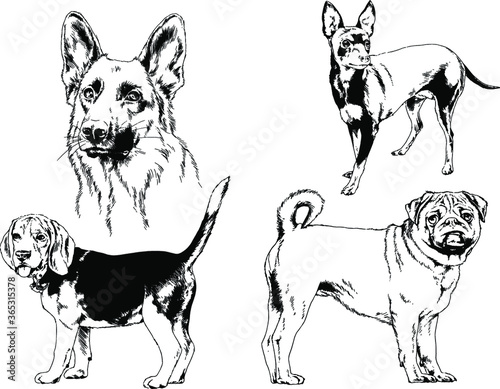 vector drawings sketches pedigree dogs and cats  drawn in ink by hand , objects with no background