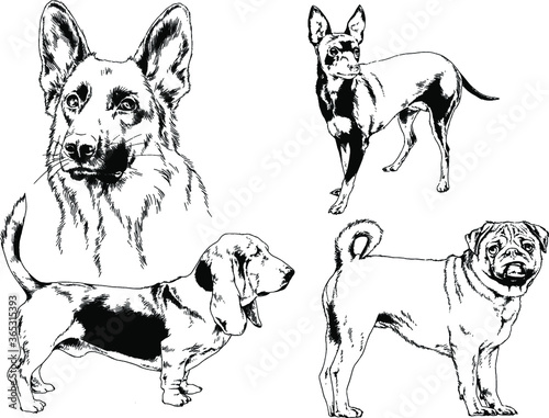 vector drawings sketches pedigree dogs and cats  drawn in ink by hand   objects with no background