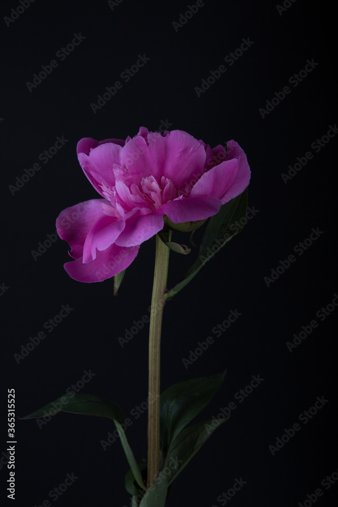 One large pink peony on a black background