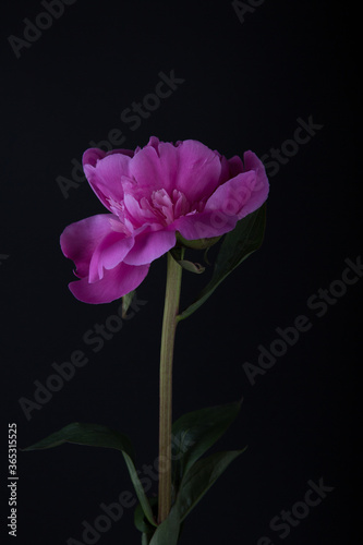 One large pink peony on a black background