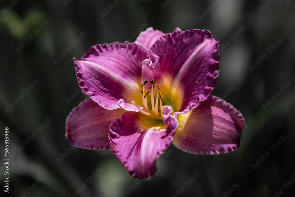 Fototapeta premium pink and purple flower