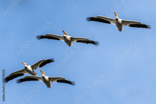 American White Pelicans  Pelecanus erythrorhynchos 