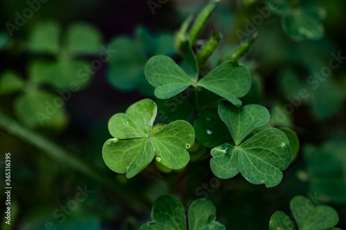 green clover leaves