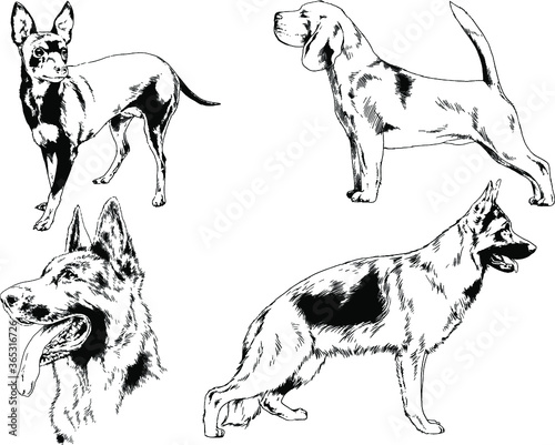 vector drawings sketches pedigree dogs in the racks drawn in ink by hand   objects with no background