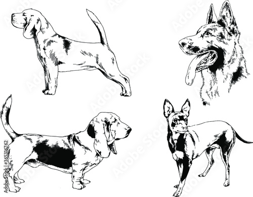 vector drawings sketches pedigree dogs in the racks drawn in ink by hand , objects with no background