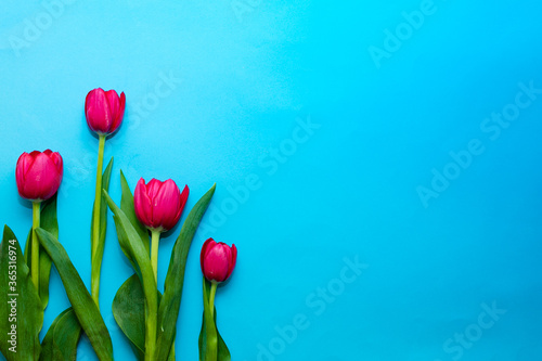Tulipanes sobre fondo azul