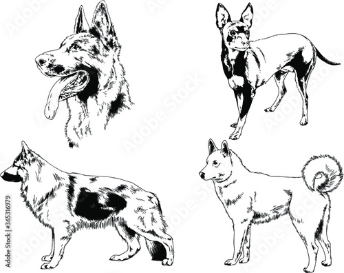 vector drawings sketches pedigree dogs in the racks drawn in ink by hand   objects with no background