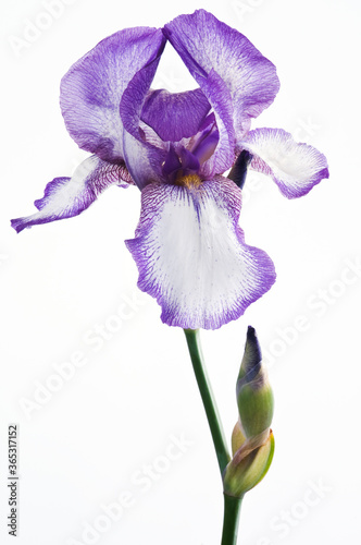 Beautiful fresh Purple and White Iris flower on green stem isolated on white background. Studio shot photo