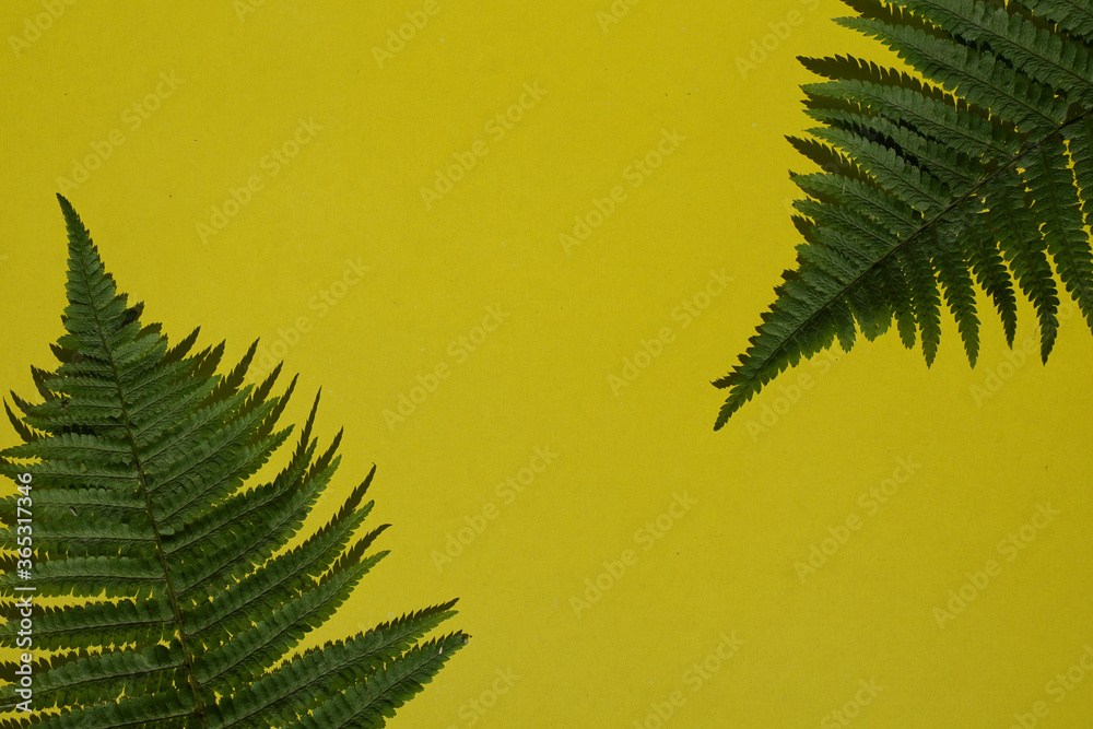 Creative top view fern leaves with shadow  on yellow paper background with copy space in minimal style, template for lettering,