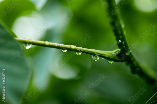 drops of dew on a grass