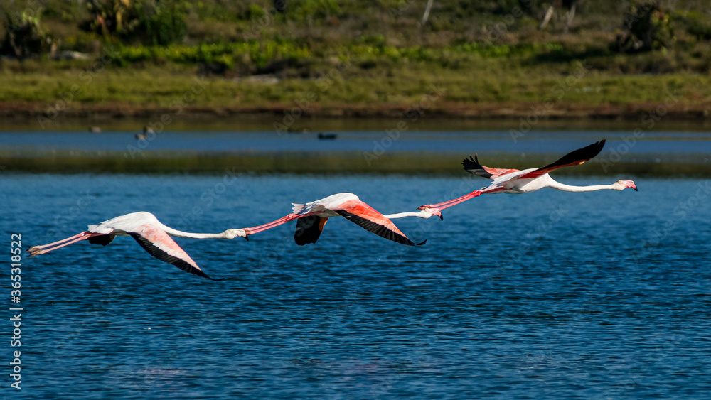 Fototapeta premium Flamingos flying in South Africa.