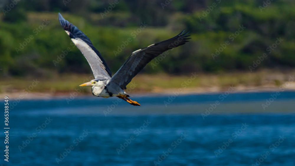 Naklejka premium Great Blue Heron flying in South Africa.