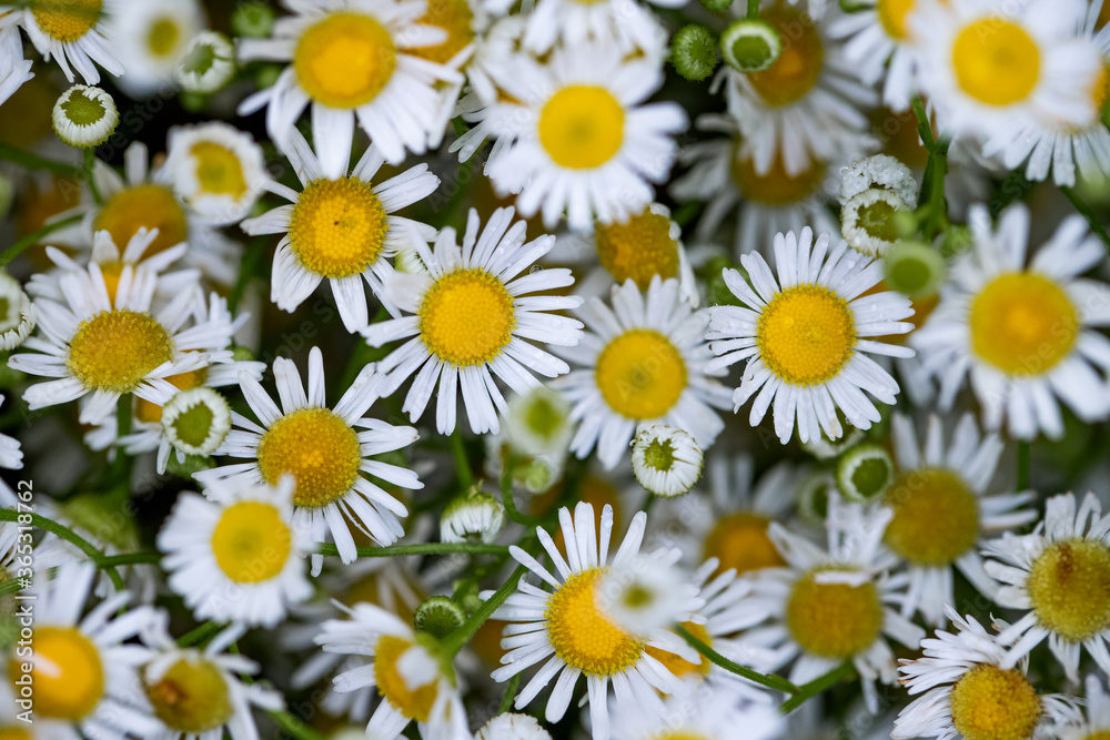 background of white daisies background of white daisies