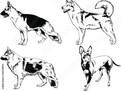 vector drawings sketches pedigree dogs and cats  drawn in ink by hand   objects with no background