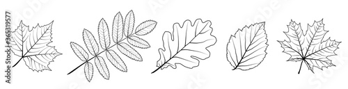 Set of vector leaves. Silhouette of plants. Natural elements for season backgrounds, templates, wallpaper, cards
