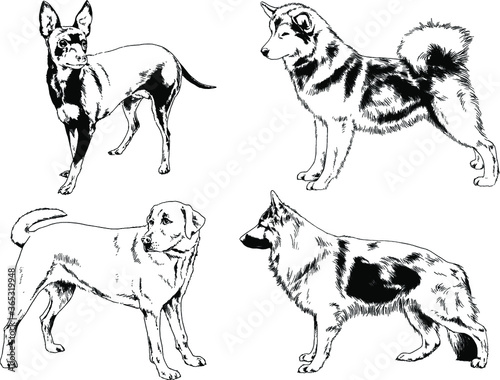 vector drawings sketches pedigree dogs and cats drawn in ink by hand , objects with no background