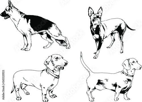 vector drawings sketches pedigree dogs and cats  drawn in ink by hand   objects with no background