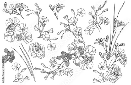 Botanical set of sketch flowers and branches