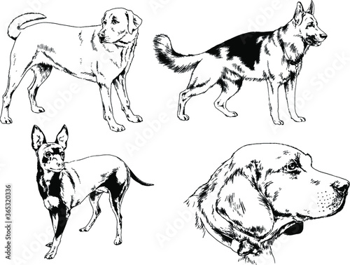 vector drawings sketches pedigree dogs and cats  drawn in ink by hand   objects with no background