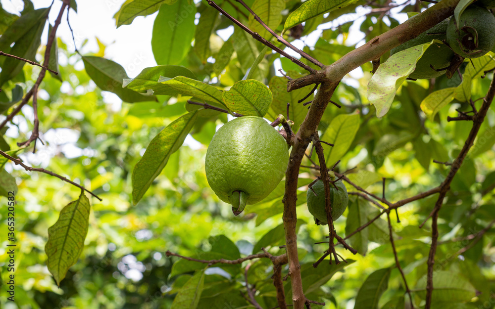 Yellow guava crop with many green and ripe fruits