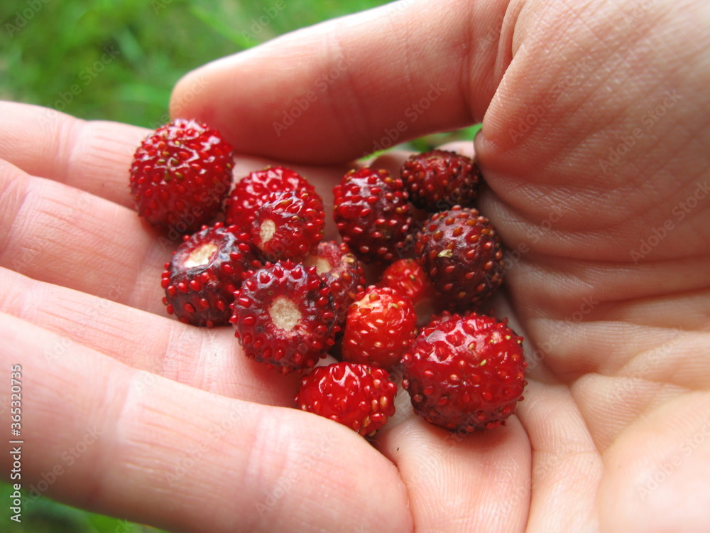 Wild strawberry (Fragaria vesca) - woodland strawberries collected in the forest near Bialowieza, eastern Poland Wild strawberry (Fragaria vesca) - woodland strawberries collected in the forest near Bialowieza, eastern Poland