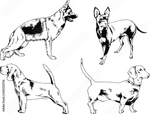 vector drawings sketches pedigree dogs and cats  drawn in ink by hand   objects with no background