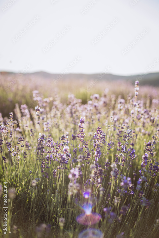 Naklejka premium Lavander Fields