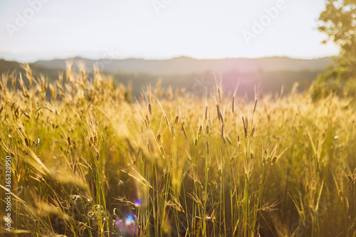 Wheat field in Italy
