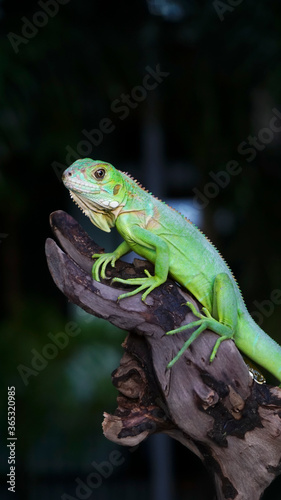 Closeup photo of Green iguana also known as the American iguana is a lizard reptile in the genus Iguana in the iguana family. And in the subfamily Iguanidae.