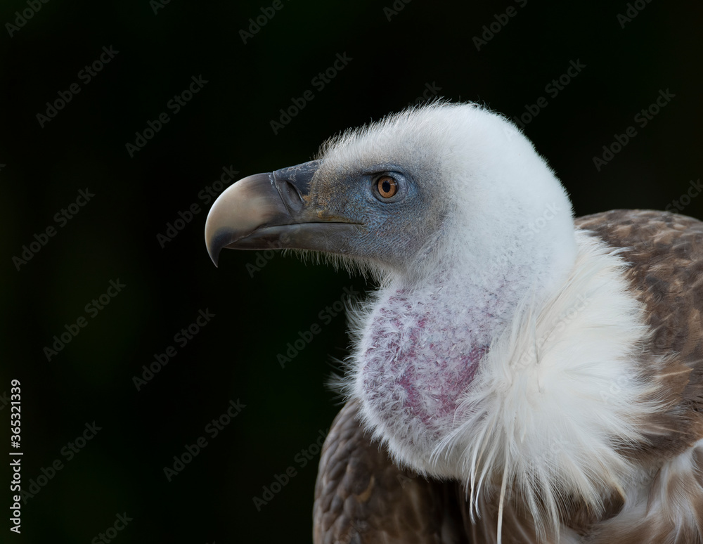 Portrait of a griffon vulture with black background Portrait of a griffon vulture with black background