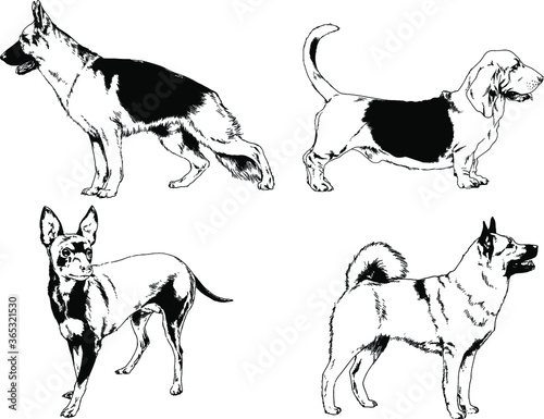 vector drawings sketches pedigree dogs and cats  drawn in ink by hand   objects with no background