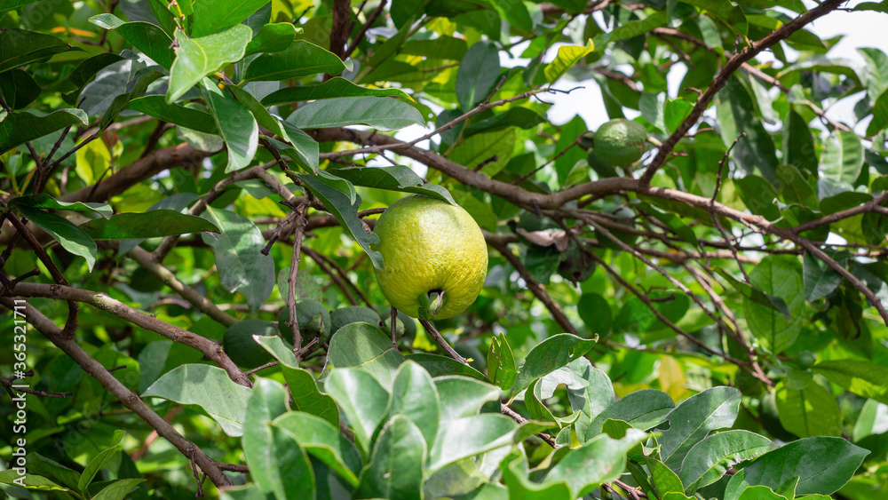 Yellow guava crop with many green and ripe fruits Yellow guava crop with many green and ripe fruits
