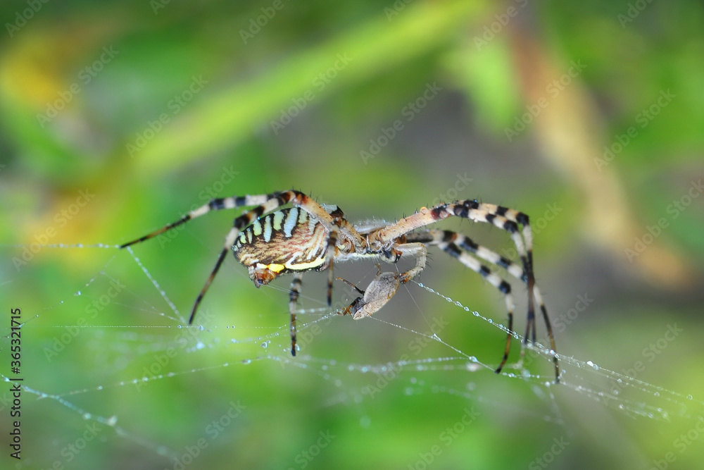 Beautiful spider feasting grasshopper on a spider web . Beautiful spider on a spider web Beautiful spider feasting grasshopper on a spider web . Beautiful spider on a spider web