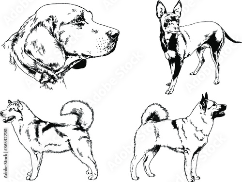 vector drawings sketches pedigree dogs and cats  drawn in ink by hand , objects with no background